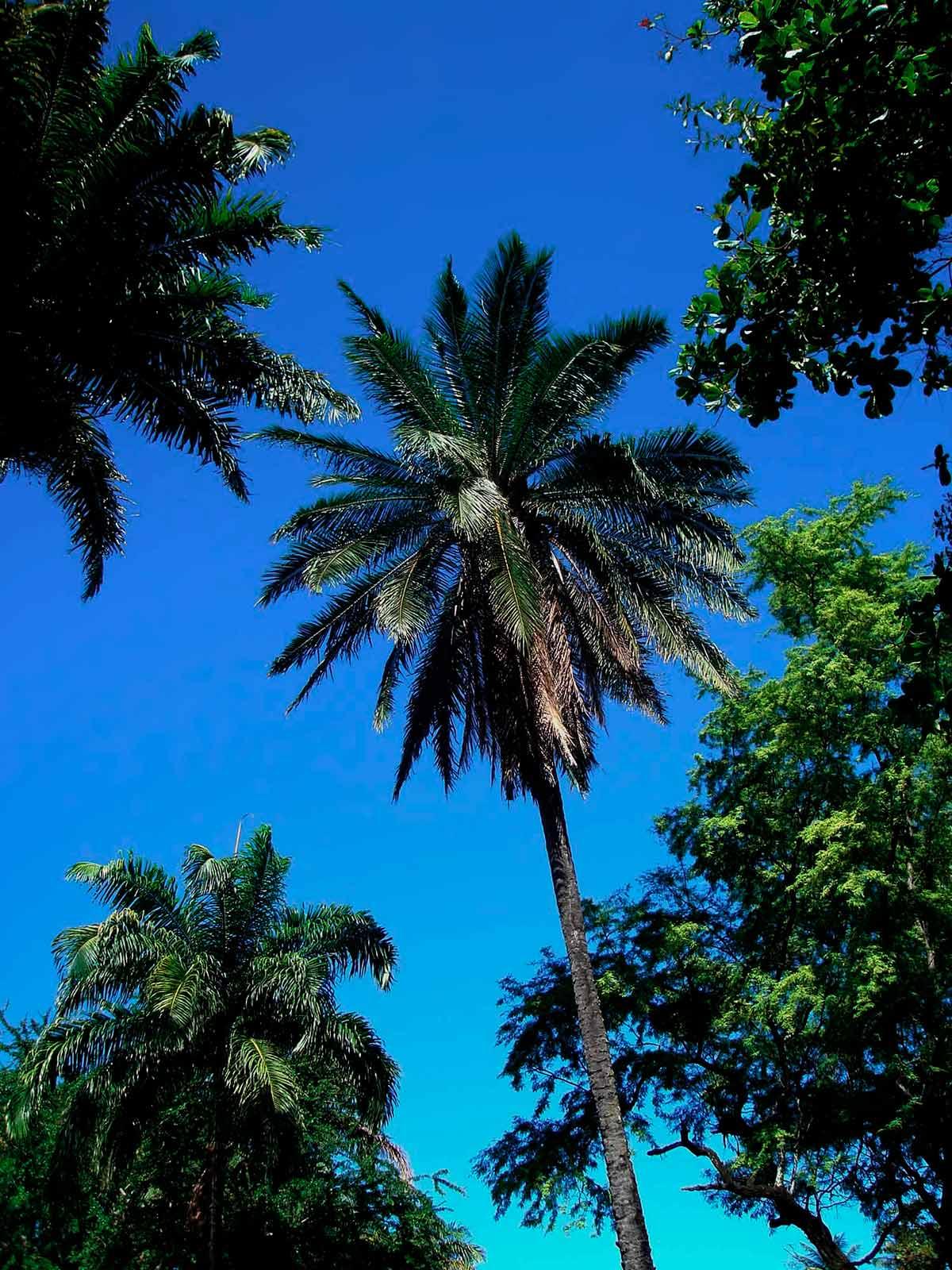 Coqueiros
