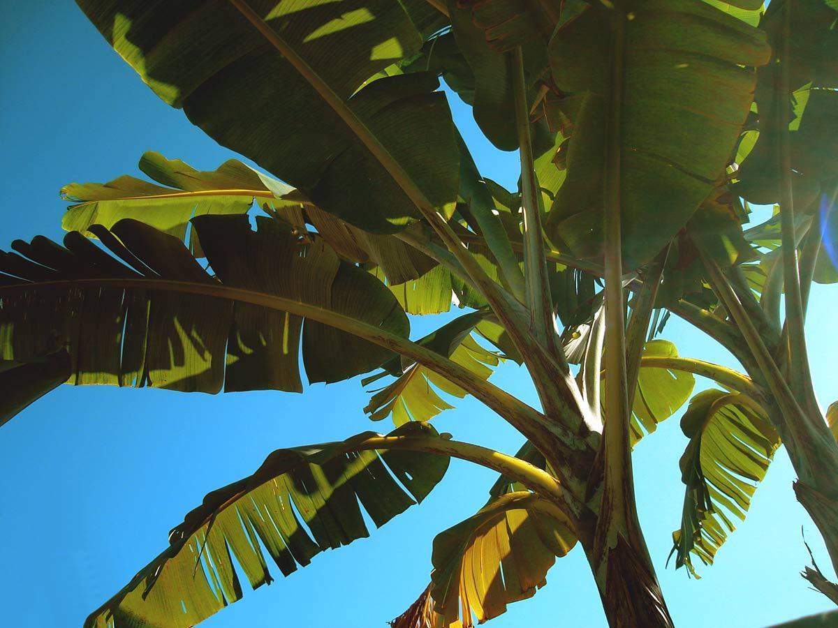 Bananeira